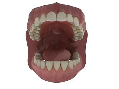 3D Oral Cavity Anatomical Model Showing Teeth Gums And Tongue Details 3d model
