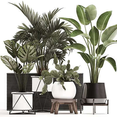 Potted Plants Monstera Palm Succulent In Geometric White Black Ceramic Planters 3d model