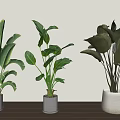 Lush Green Leaf Potted Plants On Wooden Tabletop Against Light Wall Modern Home Decor