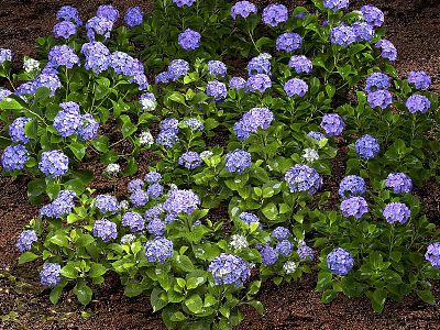 Vibrant Purple Hydrangea Flowers With Green Leaves Growing In Garden Soil 3d model