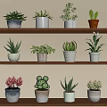 Various Indoor Potted Plants On Multiple Wooden Shelves With Different Pots And Types