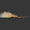 Horseshoe Crab With Light Brown Shell And Textured Exoskeleton On Dark Background 3d model