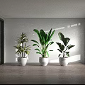 Various Green Potted Plants in White Pots on Wooden Floor with Natural Light