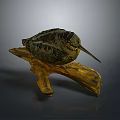 Striped Feathered Bird with Long Beak Perched on Natural Wooden Branch