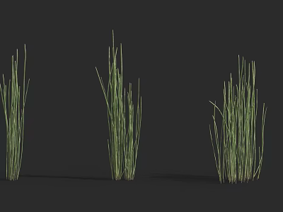 Slender Green Grass Growing in Three Clusters Against Black Background 3d model