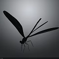 Black Dragonfly With Slender Body And Spread Wings On Gray Background With Soft Light