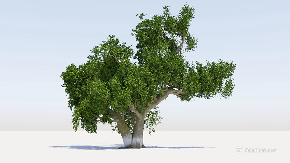Lush Green Arbor With Dense Foliage And Thick Branched Trunk Natural Growth Form 3d model 