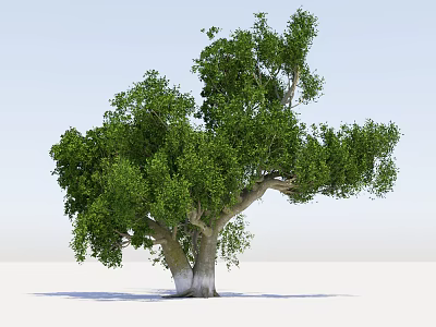 Lush Green Arbor With Dense Foliage And Thick Branched Trunk Natural Growth Form 3d model
