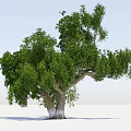 Lush Green Arbor With Dense Foliage And Thick Branched Trunk Natural Growth Form