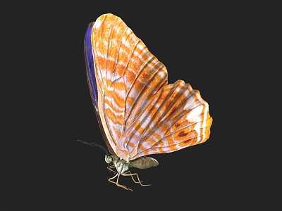 There are bound animation butterfly arthropod insect butterfly flight animation butterfly butterfly tail butterfly 3d model
