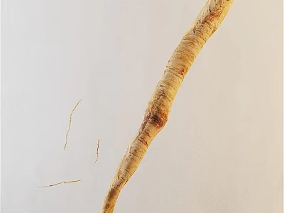 Fresh Long Root Vegetable With Textured Surface And Small Root Hairs For Healthy Cooking 3d model