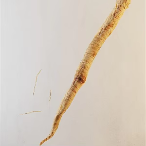 traditional chinese medicine codonopsis pilosula 3d model