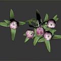 Pink Tulips With Green Leaves And Stems Against Dark Background With Reflections