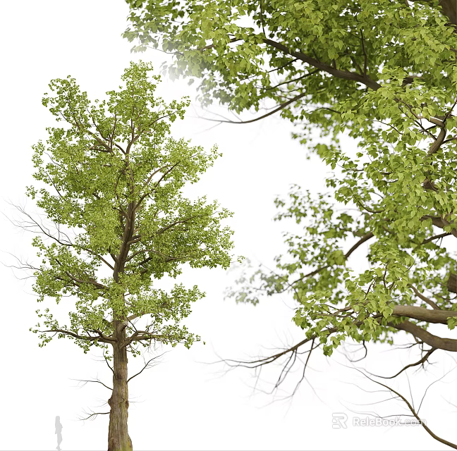 Arbor With Lush Green Leaves And Branch Structure On White Background 3d model 