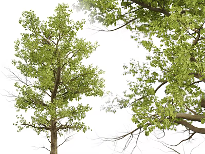 Arbor With Lush Green Leaves And Branch Structure On White Background 3d model
