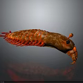 Vibrant Red Crustacean Creature Features Curved Body Shiny Exoskeleton And Black Eyes Antennae