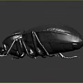 Dark Colored Beetle With Hard Carapace And Long Legs On Gray Background 3d model