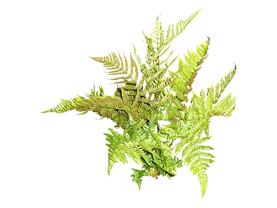 Lush Green Fern Plant With Fresh Feathery Fronds And Natural Foliage 3d model