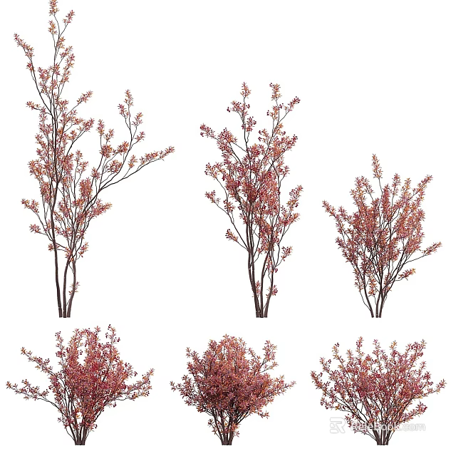 Multiple Arbor Trees With Red Leaves In Different Shapes And Sizes 3d model 