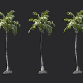 Three Palm Trees with Slender Trunks and Lush Green Fronds Isolated on Dark Background