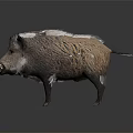 Wild Boar With Thick Coarse Fur Standing On Dark Background In Detailed View 3d model