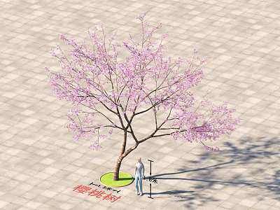 Beautiful Cherry Blossom Tree with Pink Flowers in Paved Area and Person Nearby 3d model