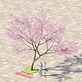 Beautiful Cherry Blossom Tree with Pink Flowers in Paved Area and Person Nearby
