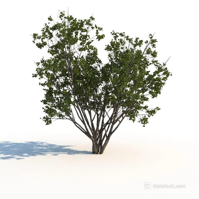 Lush Green Shrub With Multiple Branches And Dense Foliage In Natural Growth Form 3d model 