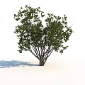Lush Green Shrub With Multiple Branches And Dense Foliage In Natural Growth Form