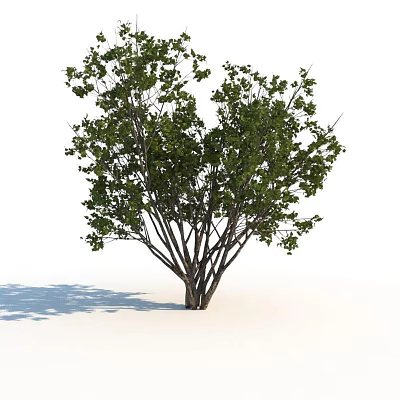 Lush Green Shrub With Multiple Branches And Dense Foliage In Natural Growth Form 3d model