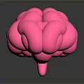 Sleek Pink Brain 3D Model On Dark Background With Glossy Surface 3d model