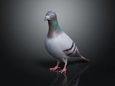 Gray and White Pigeon with Green Neck Feathers Standing on Black Background With Reflection 3d model