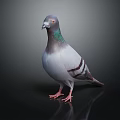 Gray and White Pigeon with Green Neck Feathers Standing on Black Background With Reflection