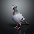 Modern Pigeon Birds 3d model