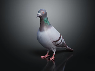 Modern Pigeon Birds 3d model
