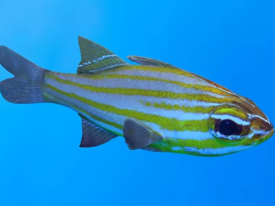 Aquatic Animal Fish With Yellow And White Stripes Black Eyes Blue Water Background 3d model