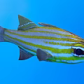Aquatic Animal Fish With Yellow And White Stripes Black Eyes Blue Water Background