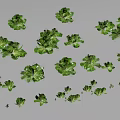 Different Sizes and Types of Fresh Green Leafy Vegetables Scattered on White Background
