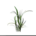 Vibrant Green Grass Plant With Slender Long Leaves Against Black Background