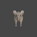 Gray Small Mouse With Big Ears And Short Tail Standing On White Background