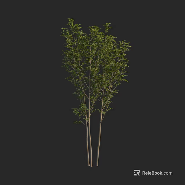 Slender Arbor Tree With Green Leaves And Multiple Trunks On Black Background 3d model 
