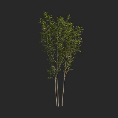 Slender Arbor Tree With Green Leaves And Multiple Trunks On Black Background 3d model