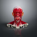 Medical Device 3D Model of Head Muscle and Skeletal Structure