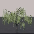 Willow Tree with Hanging Branches and Green Leaves in Calm Water Surface Setting