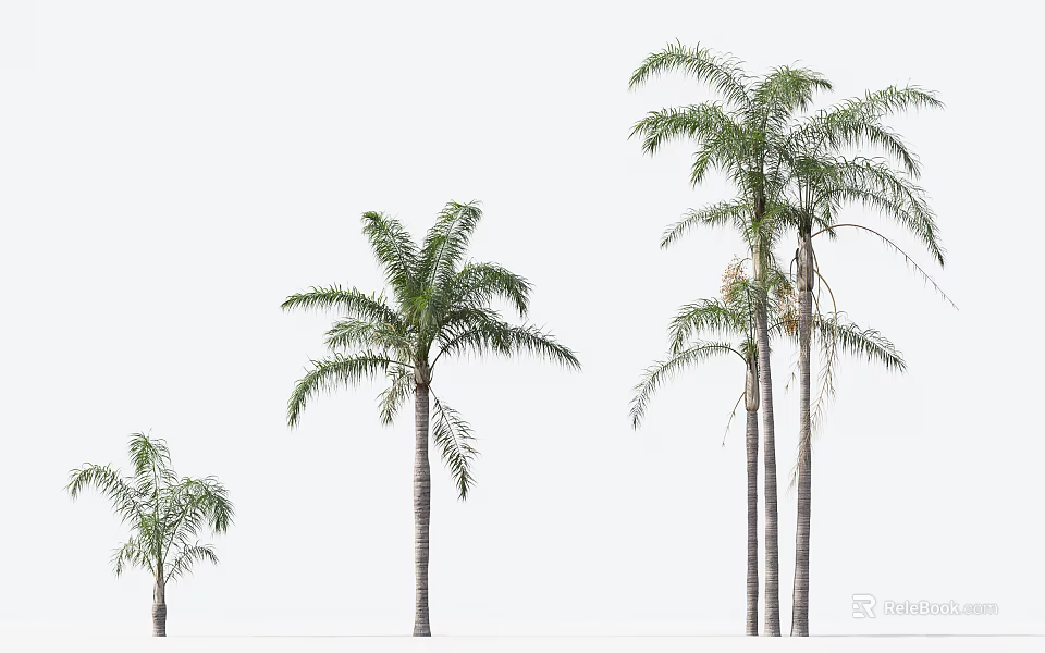 Different Sizes of Palm Trees with Slender Trunks and Feathery Leaves 3d model 