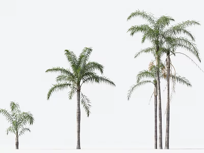 Different Sizes of Palm Trees with Slender Trunks and Feathery Leaves 3d model