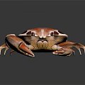 Detailed Orange Crab With Dark Brown Spots And Large Claws On Dark Background With Reflection