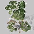 Indoor Monstera Plant with Large Split and Perforated Leaves and Lush Green Foliage