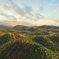 A bird's eye view of the forest autumn forest 3d model