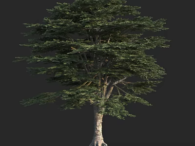 Lush Green Arbor Tree With Dense Foliage And Thick Textured Trunk 3d model